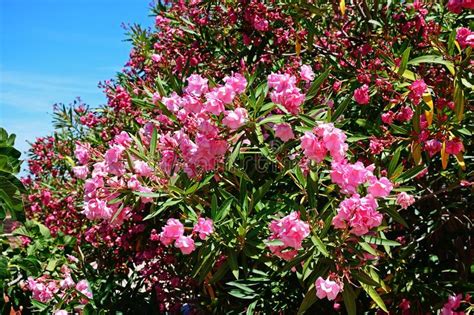 Pink Oleander Bush Portugal Stock Photo Image Of Sunny Plant