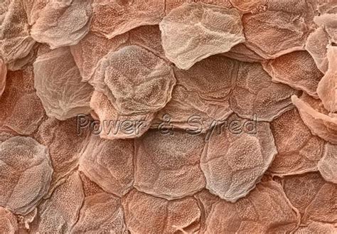Human Skin Outermost Layer Microscopic Photography Science Images