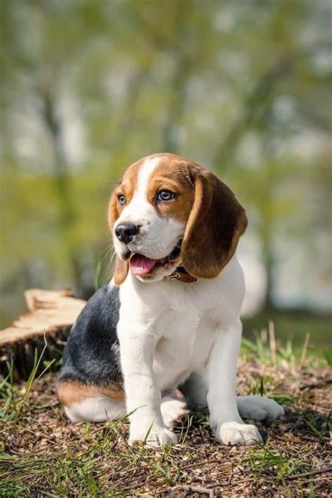 Smile Like This Beagle Do You Love Cute Dogs Like This Follow Our
