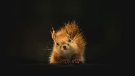 1600x900 Cute Squirrel 4k 1600x900 Resolution Hd 4k Wallpapers Images