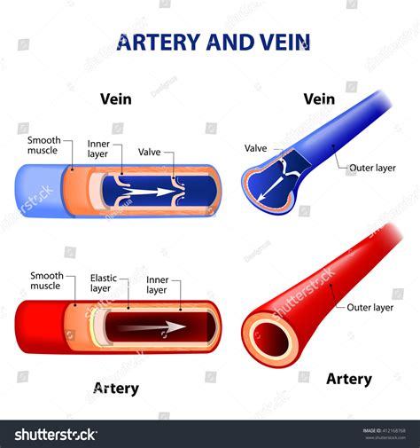 Artery Vein Structure Images Stock Photos Vectors Shutterstock