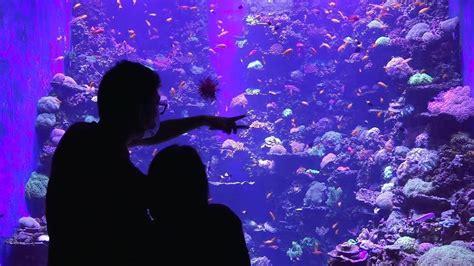 Middle Easts Largest Aquarium Opens In Abu Dhabi Video Ruptly