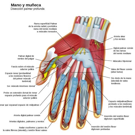Anatomia Da Mão Os Músculos E Tendões O Fisico Nerd