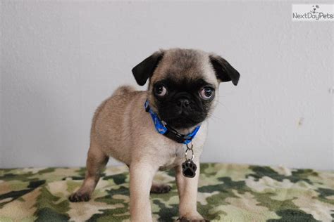 Review how much pug puppies for sale sell for below. Buddy The Pug : Pug puppy for sale near Houston, Texas. | f1871e5b-9081