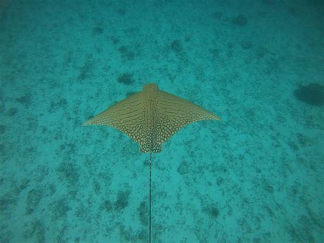 Rare Species Of Eagle Ray Spotted On The Great Barrier Reef