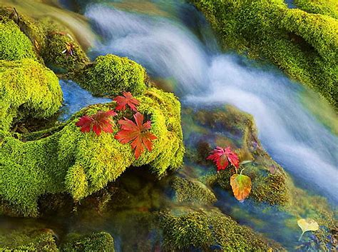 The Last Leaves Of Autumn Foam Moss Waterfall Red Autumn Leaves