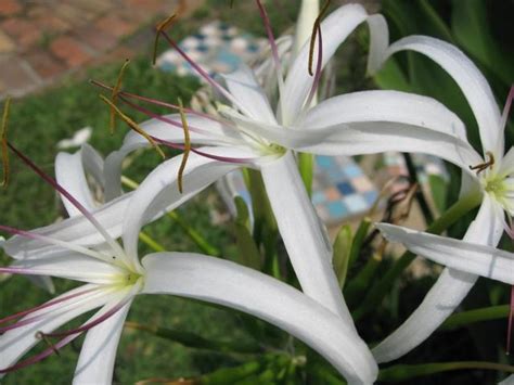 White Tropical Flowers Gallery 3 Comments Hi Res 720p Hd