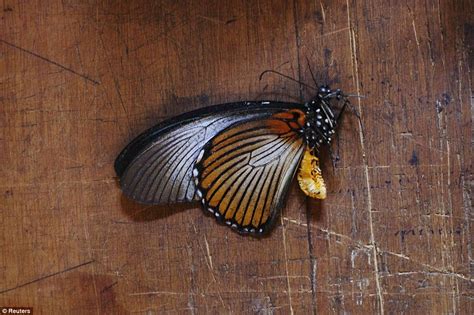From Net To Mosaic How East Africas Rare And Beautiful Butterflies Are