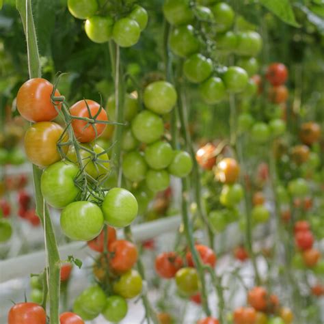 Dometica Rz F1 Loose Round Tomato Vegetable Seeds Rijk Zwaan