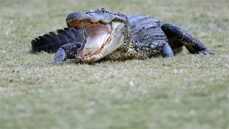 Okefenokee Joe A Massive Georgia Gator Thats Been Around Since Wwii