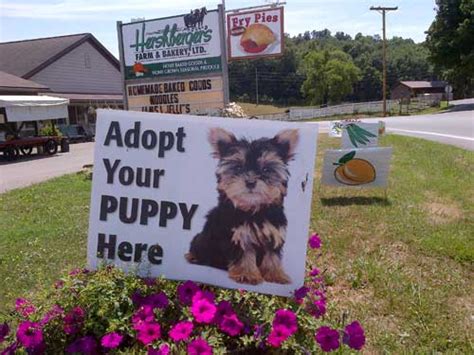 Our puppies are free to romp and play on our acres of land, reaping the benefits of fresh air and nature. The Puppy Mill Project - Amish Puppy Mills