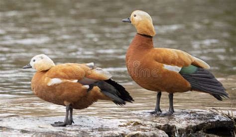 Ruddy Shelduck Male And Female By The Lake Stock Photo Image Of
