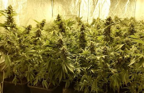 Critical Mass Cannabis Strain Review Effects And Benefits Dagga Seeds