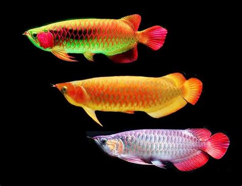 Check spelling or type a new query. Ikan Hias Air Tawar Termahal - alihamdan