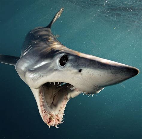 a mako shark dives open mouthed in the waters off of new zealand photo by brian skerry