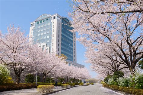 創価大学（soka university, japan）, hachioji city,tokyo. 創価大学 八王子キャンパスの桜｜花見特集2020