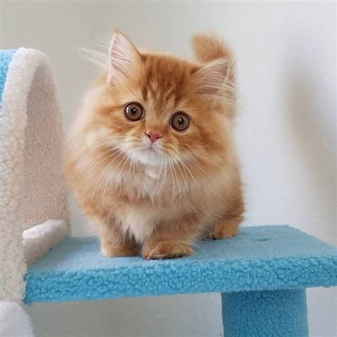 Persian Kittens For Sale Persian Kittens For Adoption For Sale Adoption