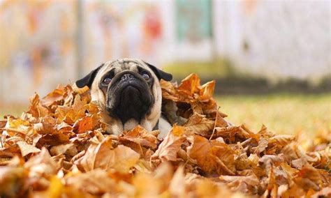 Rolling In The Leaves 🍁 Via~pugs Purely Pugs Facebook Pugs Dog Lady