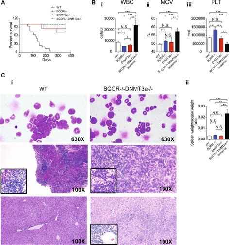 Bcor And Dnmt3a Loss Induces A Fully Penetrant Acute Erythroid Leukemia