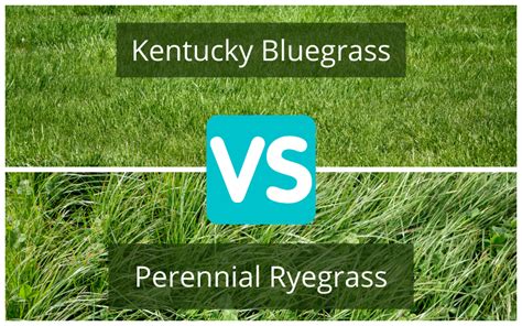 Comparación De Césped Ryegrass Perenne Vs Kentucky Bluegrass Gala