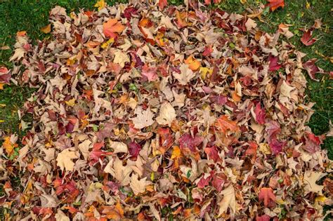 Autumn Leaves on Metal Storm Drain Access Stock Image - Image of grass
