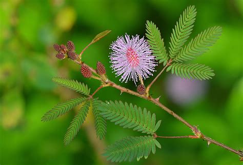 Mimosa Pudica Flowering Season Best Flower Site