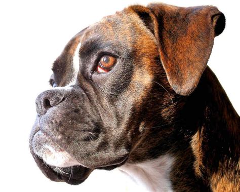 What Diseases Are Boxers Prone To Boxer Dog Diaries