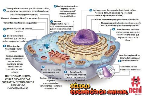 Mapas Mentais Biologia Celula Eucariotica Celula Eucariotica