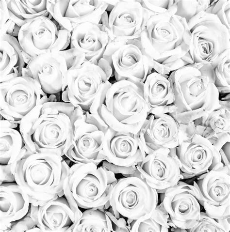 White Roses Wallpaper Aguadilla Printing