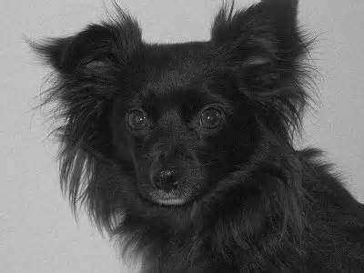 Famous black and white dogs. 50 Most Adorable Black Chihuahua Dog Photos And Images
