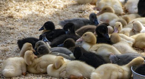 Baby Ducks Free Stock Photo Public Domain Pictures
