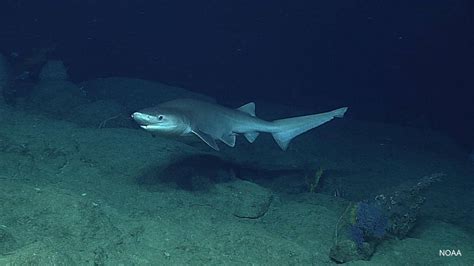 What Shark Species Live In Canadas Coastal Waters Oceana Canada