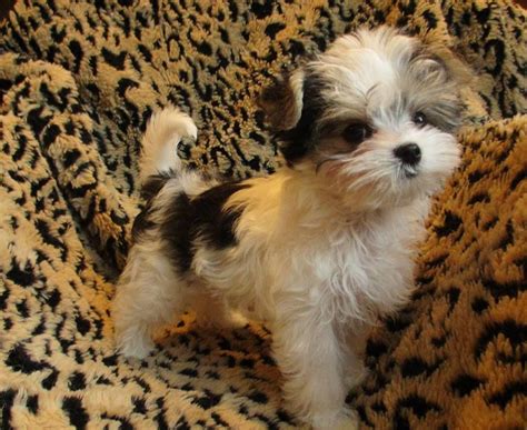Baby Morkie Morkie Puppies Baby Dogs Morkie Dogs