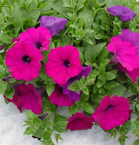 Trailing succulent with purple flowers. 100 Pelleted petunia Seeds Trailing Petunia Purple ...