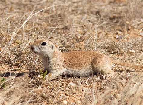 Round Tailed Ground Squirrel Spermophilus Tereticaudus Photograph Of