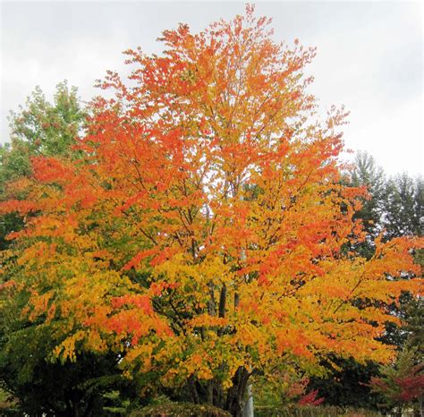 Katsura Cercidiphyllum