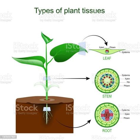 Types Of Plant Tissues Stock Illustration Download Image Now Plant