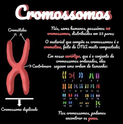 Comente A Frase Cromossomos E Cromatina São Dois Estados Morfológicos