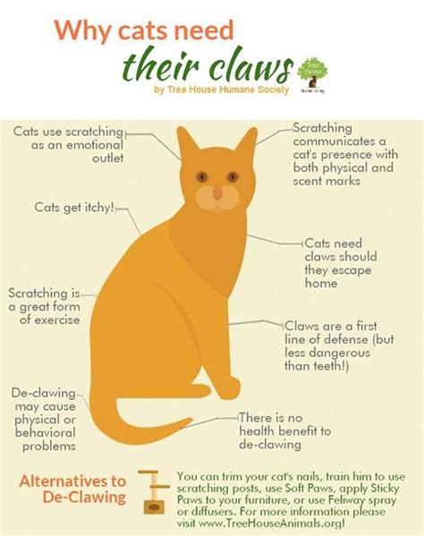 These methods are positive, humane, and they really work. DON'T DECLAW YOUR CAT! IT IS CRUEL!!! Why cats need their ...