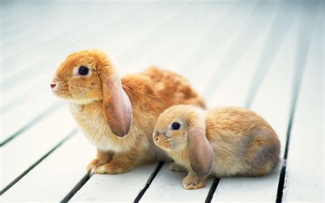 Cute Bunny Wallpapers Wallpaper Cave