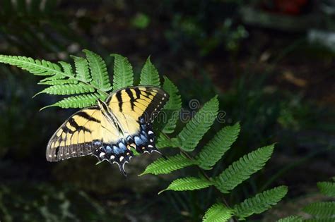 Borboleta Oriental Bonita De Tiger Swallowtail Glaucus De Papilio