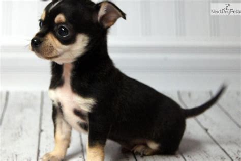 Tricolor Chihuahua Colors Pets Lovers
