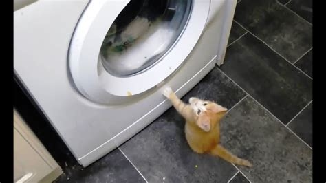 Cats Vs Washing Machines Youtube
