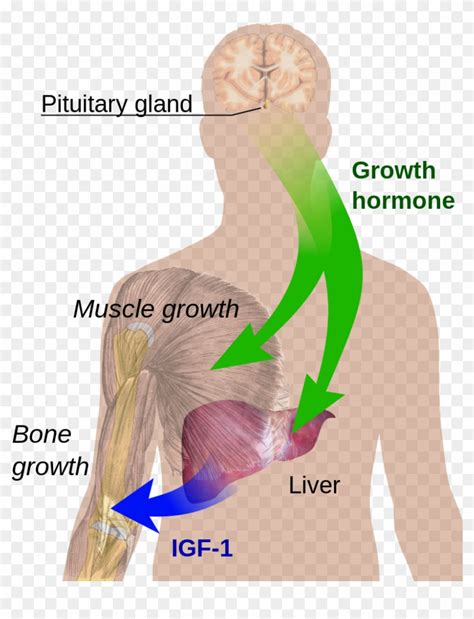 Endocrine Growth Regulation Human Growth Hormone Diagram Hd Png