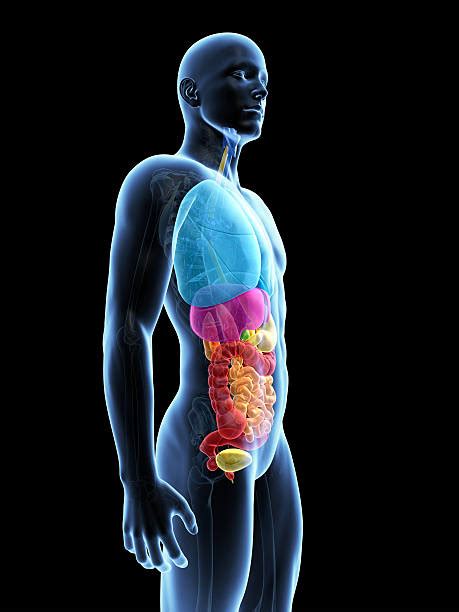 Learn vocabulary, terms and more with flashcards, games and other study tools. Royalty Free Human Internal Organ Pictures, Images and Stock Photos - iStock
