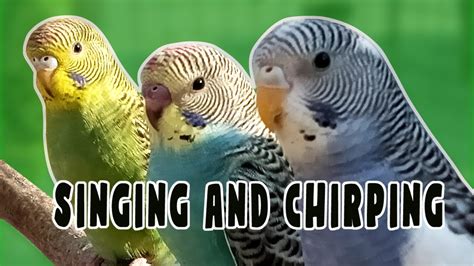 Happy Budgies Playing And Chirping And Singing 3 Hours Relaxing Birds