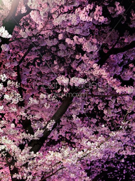 Photo Of Sakura Cherry Blossom At Night Stock Image Mxi26933