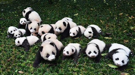 Panda Populations Are Growing But Their Habitat Remains At Risk