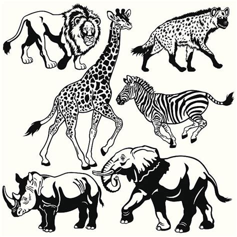 Black And White Elephant Illustrations Royalty Free Vector Graphics