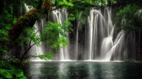 Vegetation Waterfall In The Forest Hd Nature Wallpapers Hd Wallpapers